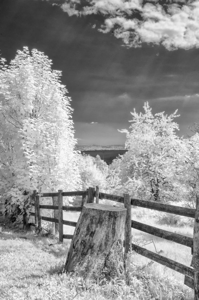 Tronco reciso in fotografia infrarossa: tra perdita e bellezza