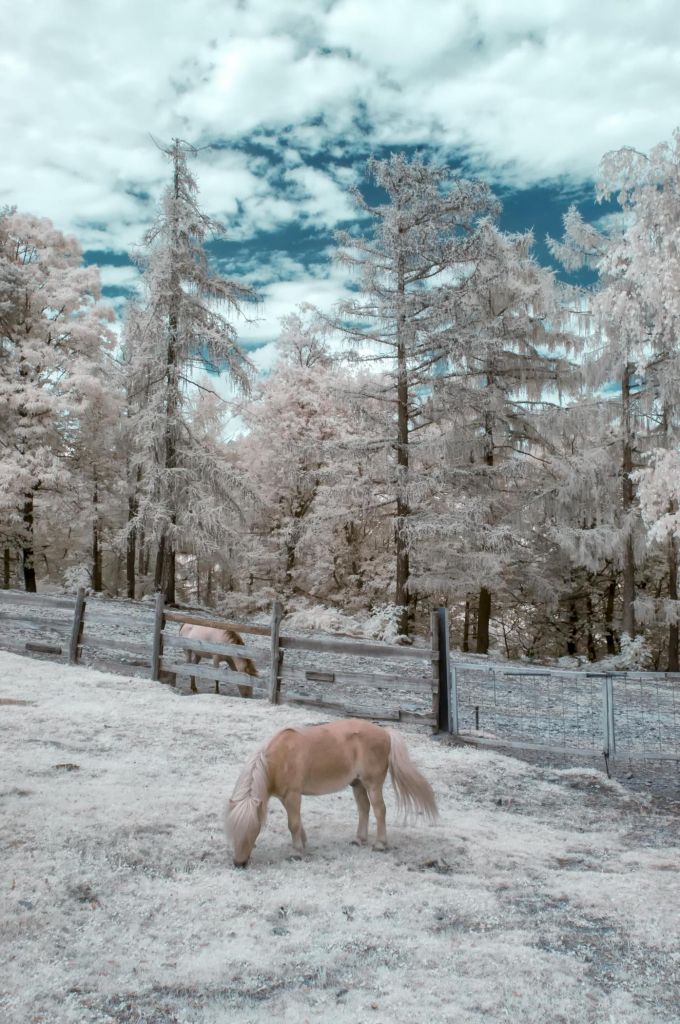 Fotografia infrarossa di un cavallo al pascolo: atmosfera lunare