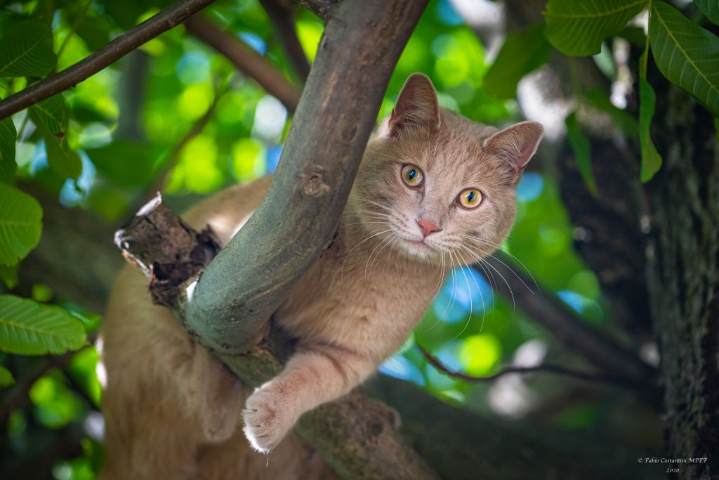 Gatto sul tronco: ed ora come scendo?