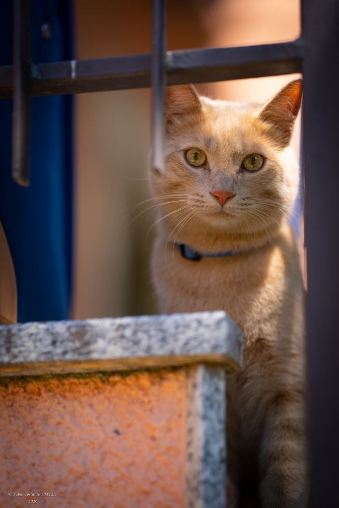 Le chat: lo sguardo del gatto tra sbarre e luce laterale