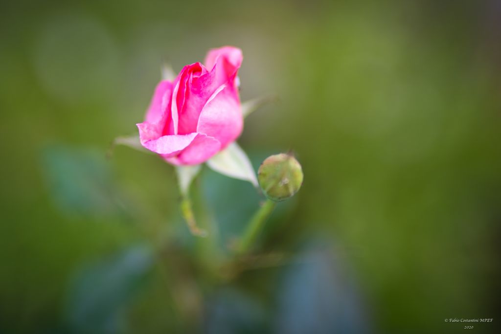 Rosa in primo piano: bokeh cremoso e fuoco selettivo