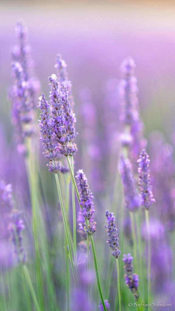 Lavanda in fiore: colore soffuso e sfocato a f/1,2
