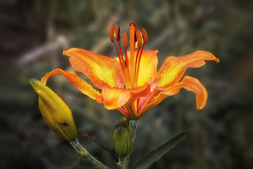 Giglio rosso in primo piano tra petali e boccioli