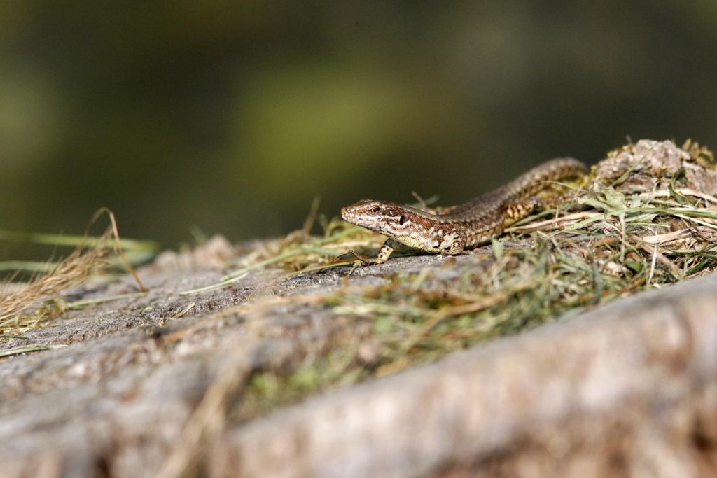 Fotografare un piccolo rettile mimetizzato nel paesaggio