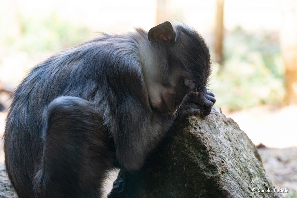 Scimmia dorme.jpg