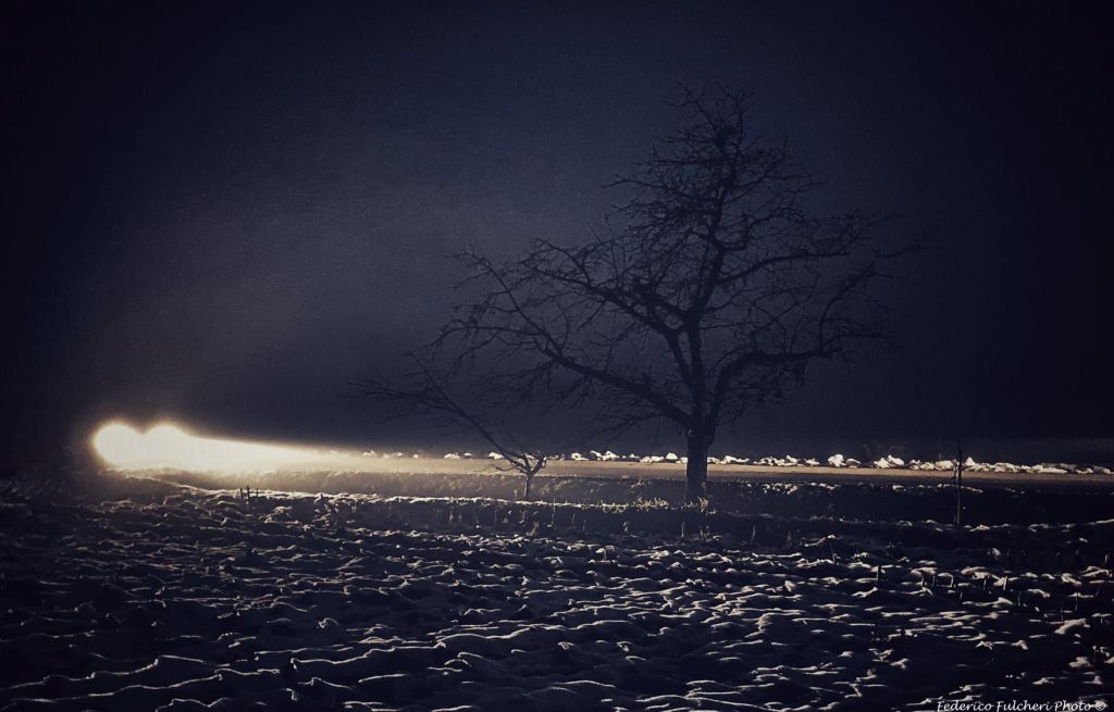 Albero spoglio nella neve: il contrasto tra buio e luce