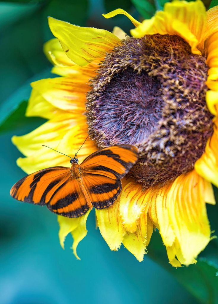 Farfalla sul girasole: dettagli macro nella casa delle farfalle