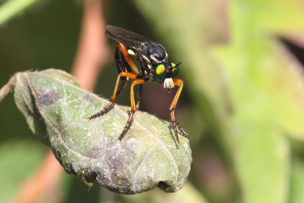 Asilide sulla foglia: dettagli e luce nella fotografia macro