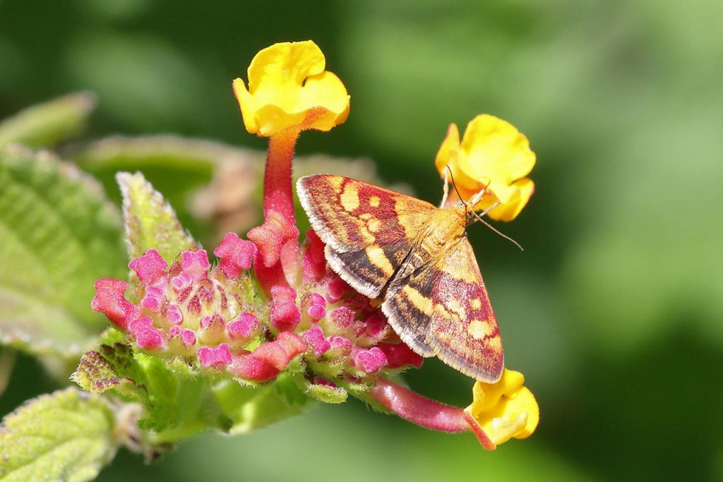 Fotografia macro di un lepidottero sul fiore