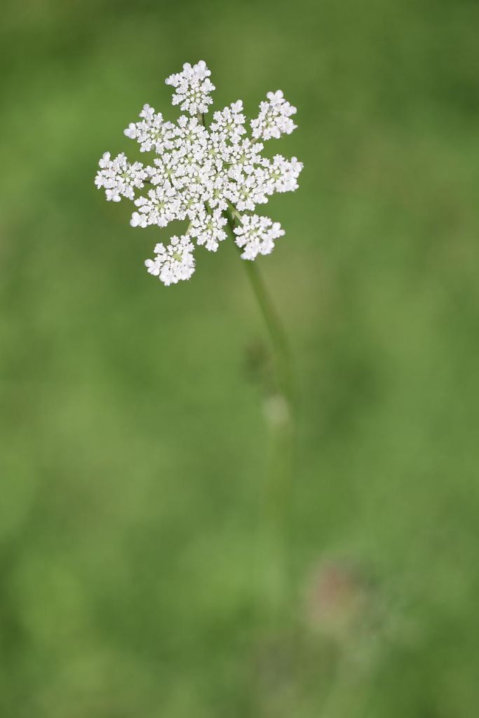 Fiore di ombrellifera in primo piano con bokeh verde