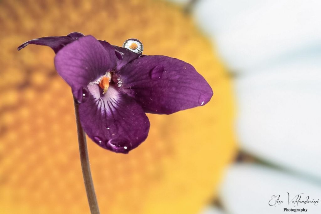 Viola in primo piano: geometrie e gocce d’acqua