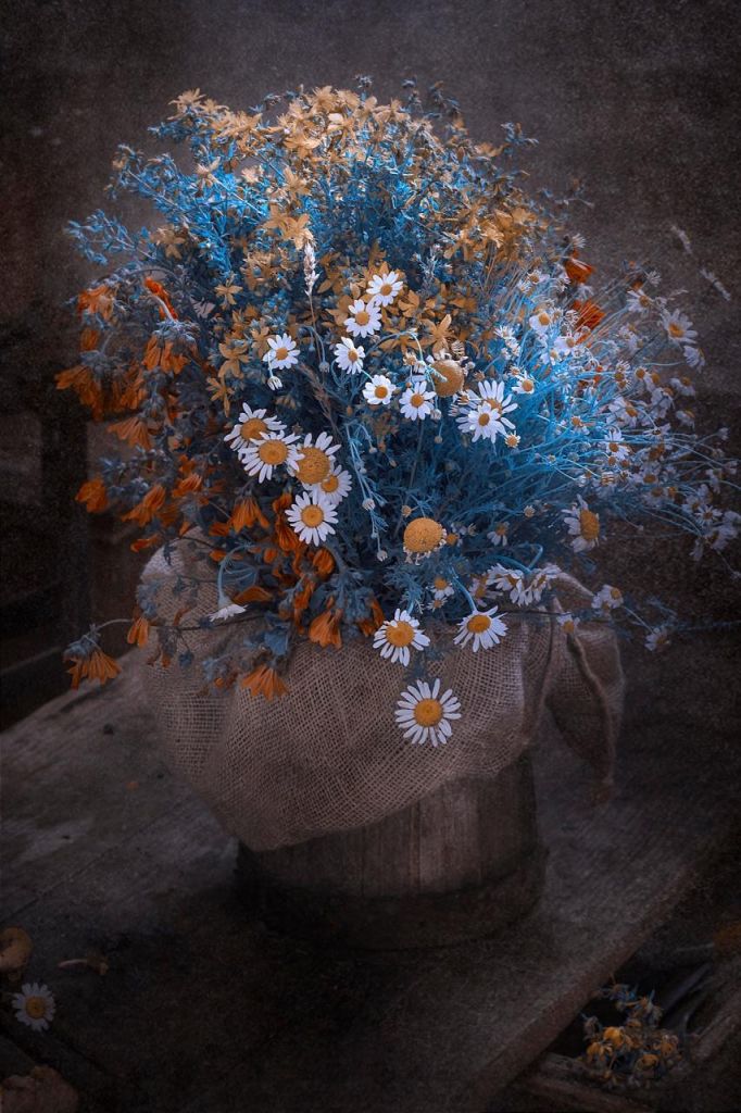Fotografia di fiori tra blu e arancio: lo scatto di Barbara Cirigliano