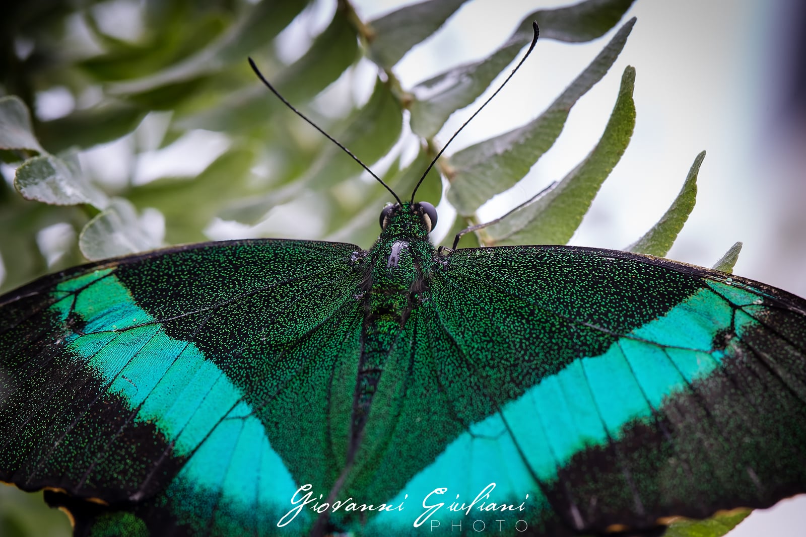 Papilio Palinurus: nitidezza sulle scaglie verdi in equilibrio tra dettaglio e sfondo