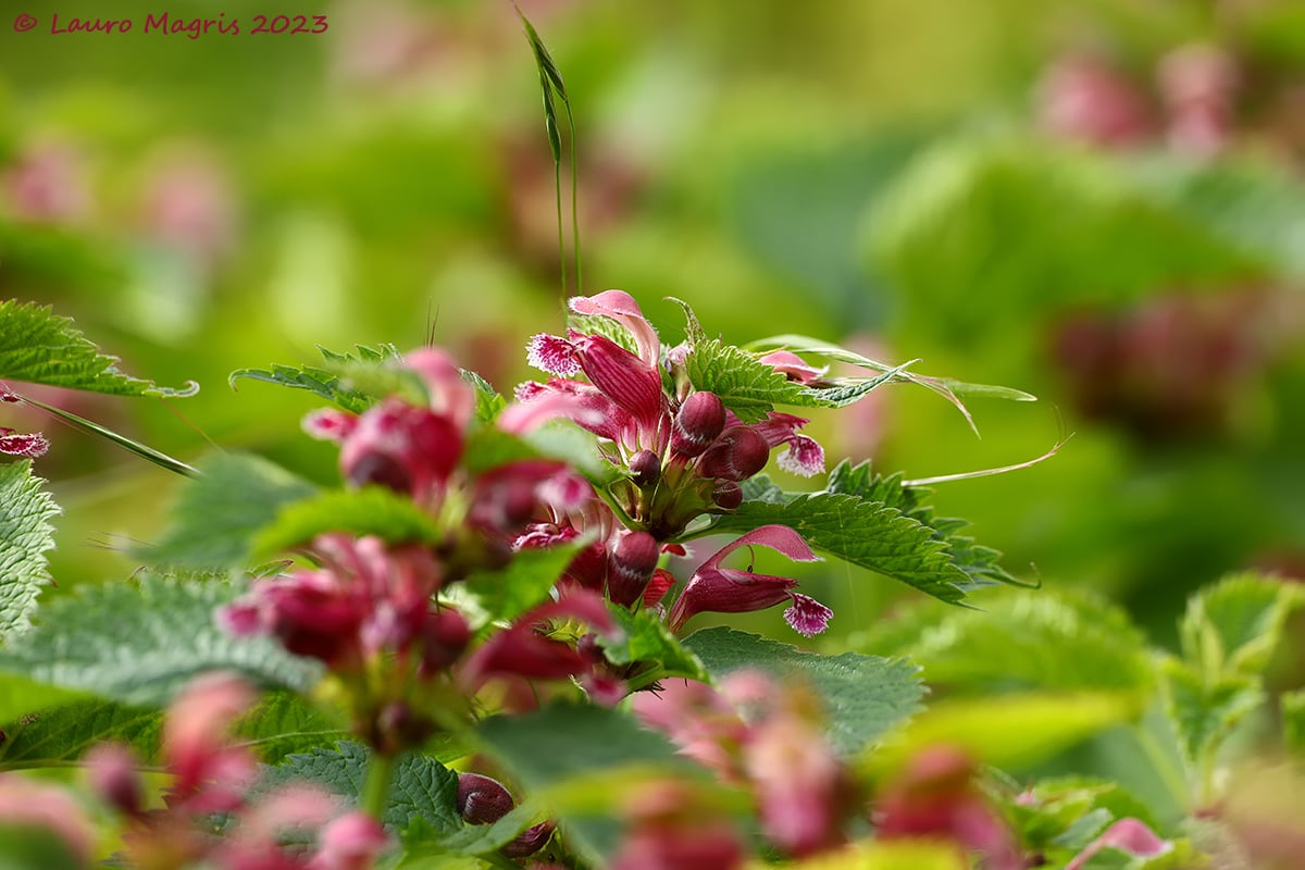 Lamium Orvala: nitidezza centrale e apporto cromatico in una micro-foresta floreale
