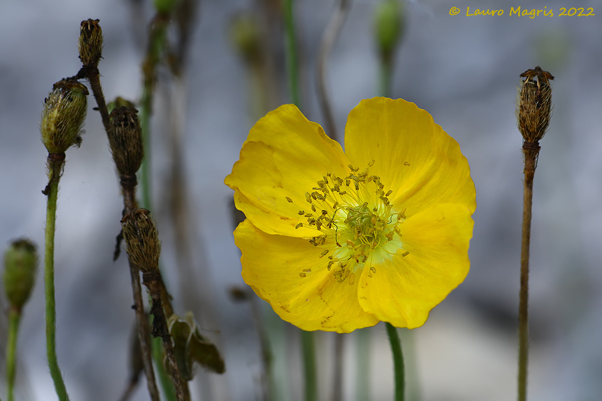 Stami dorati in Anemone: dettaglio nitido e bokeh neutro