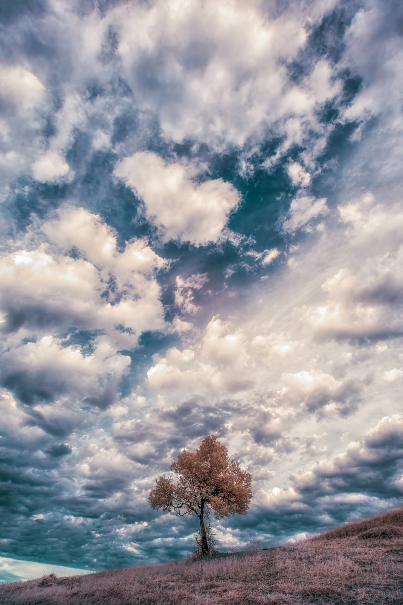 L’Albero della Vita: dualità tra cielo aperto e incontro solitario col dosso