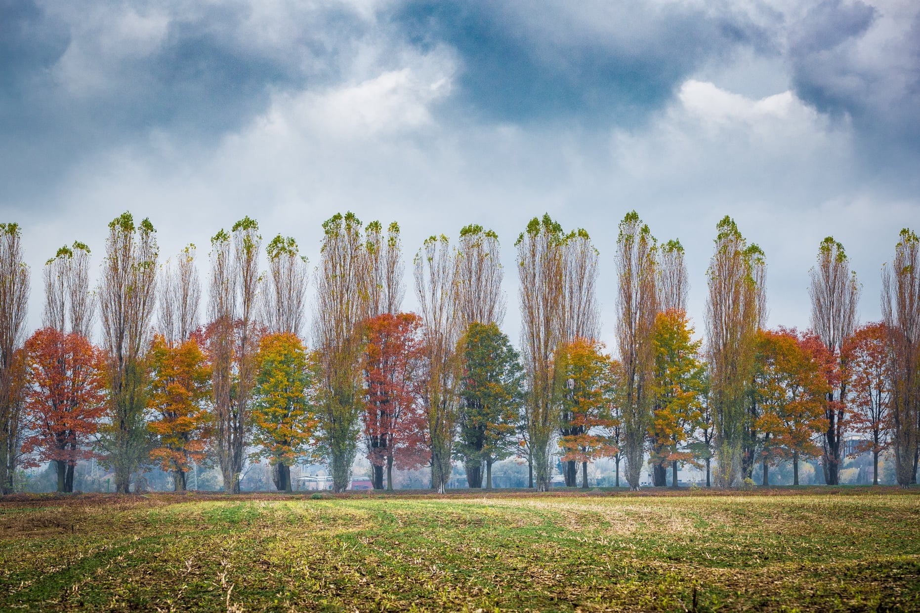 Colore autunnale tra alberi allineati e cielo minaccioso: ritmo e atmosfera