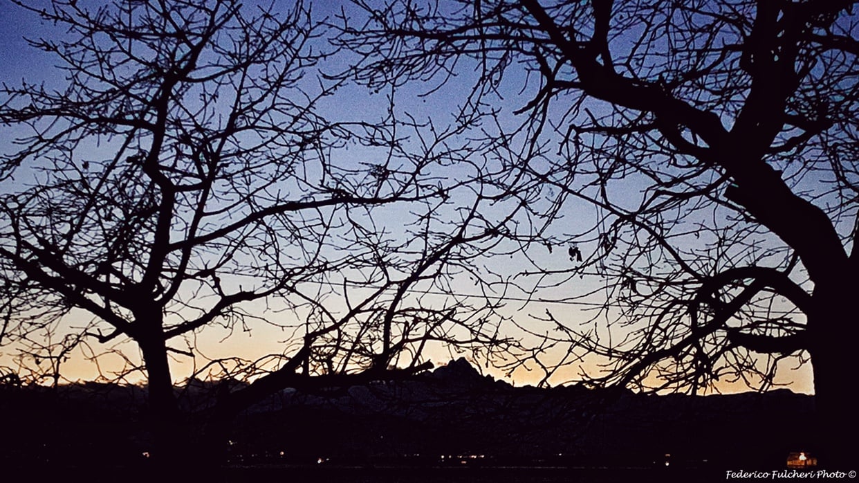 Mimetizzazione tra rami e vetta: gioco di silhouette e cielo serale