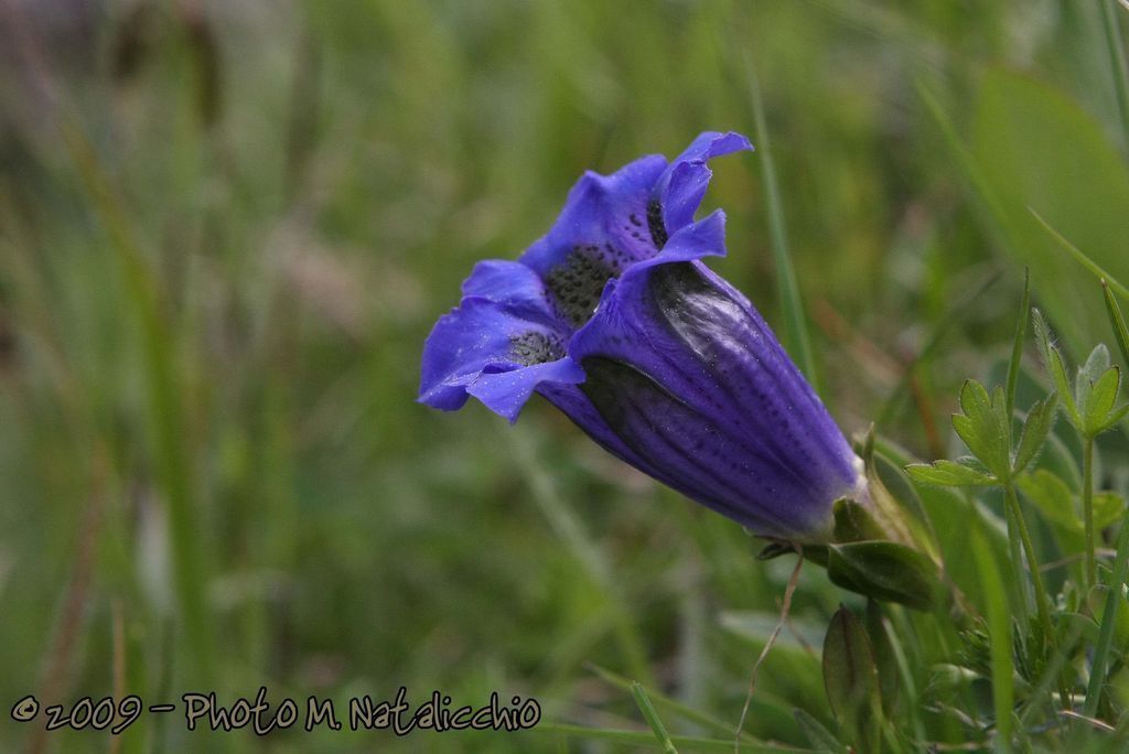 Gentiana calycosa: lettura dettagliata tra primo piano e ambiente, con luce e prospettiva equilibrate