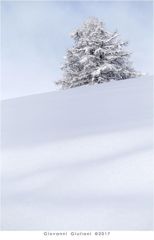 Albero nella neve: una pausa sospesa nel bianco