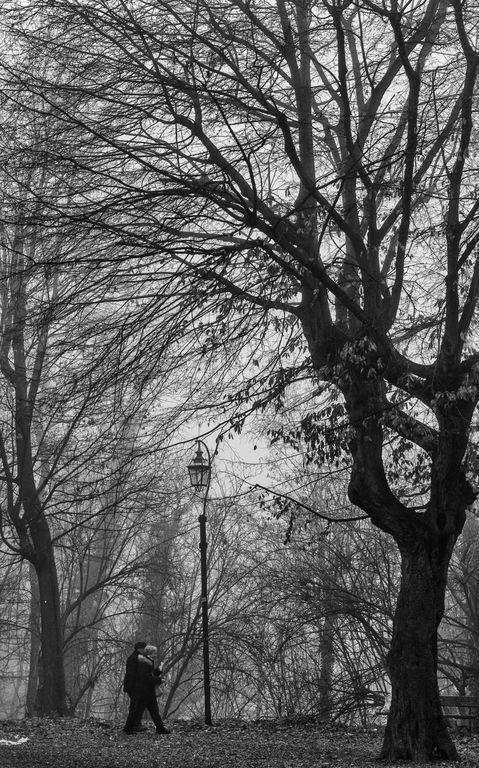Albero e figura umana nel parco immerso nella nebbia