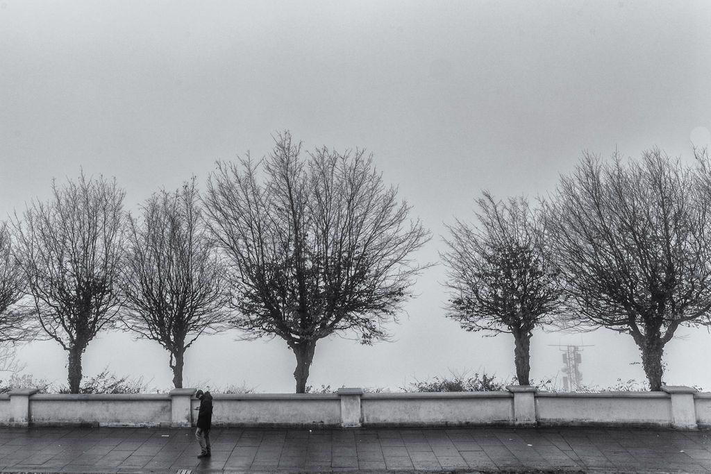 Superga nella nebbia: cinque alberi e una figura