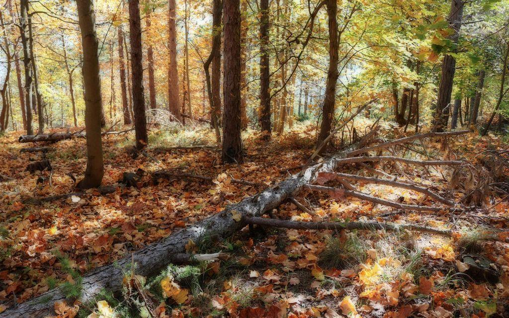 Effetto Orton nel bosco autunnale tra diagonali e luce diffusa