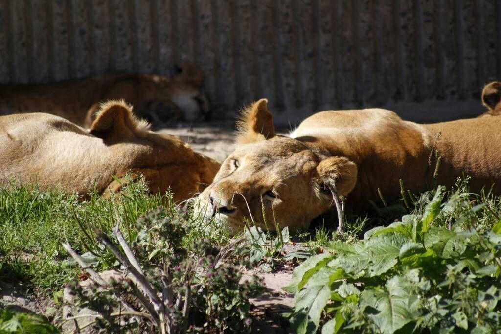 Leonesse al sole tra vegetazione e recinzione