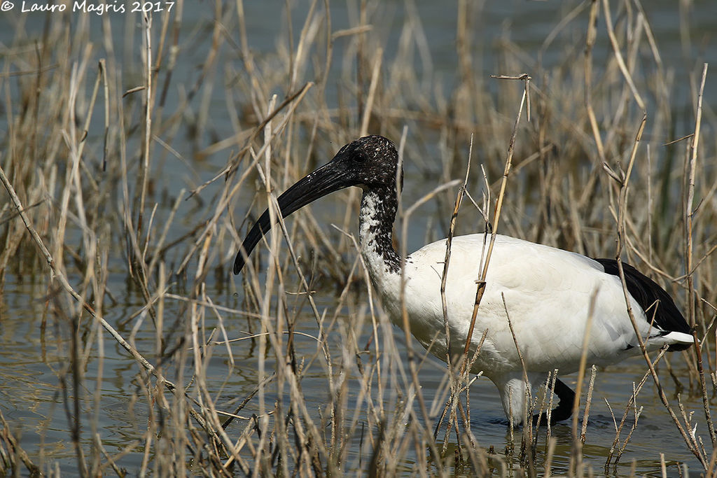 Ibis tra le canne: il gesto naturale verso l’acqua